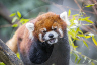 Sir Snacks-A-Lot ist tot: Der Oregon Zoo in Portland trauert um den Roten Panda Moshu