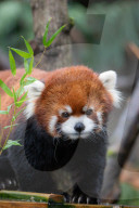 Sir Snacks-A-Lot ist tot: Der Oregon Zoo in Portland trauert um den Roten Panda Moshu