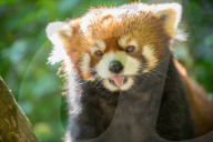 Sir Snacks-A-Lot ist tot: Der Oregon Zoo in Portland trauert um den Roten Panda Moshu