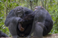 Reinliche Kerlchen: Schimpansen im Budongo Forest Reserve in Uganda benutzen Blättern als Toilettenpapier