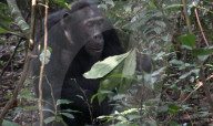 Reinliche Kerlchen: Schimpansen im Budongo Forest Reserve in Uganda benutzen Blättern als Toilettenpapier