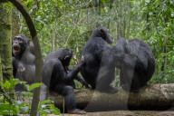 Reinliche Kerlchen: Schimpansen im Budongo Forest Reserve in Uganda benutzen Blättern als Toilettenpapier
