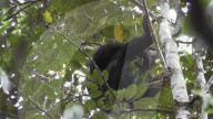Reinliche Kerlchen: Schimpansen im Budongo Forest Reserve in Uganda benutzen Blättern als Toilettenpapier