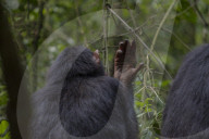 Reinliche Kerlchen: Schimpansen im Budongo Forest Reserve in Uganda benutzen Blättern als Toilettenpapier