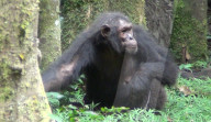 Reinliche Kerlchen: Schimpansen im Budongo Forest Reserve in Uganda benutzen Blättern als Toilettenpapier