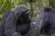 Reinliche Kerlchen: Schimpansen im Budongo Forest Reserve in Uganda benutzen Blättern als Toilettenpapier
