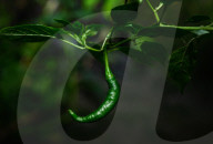 Agriculture In India - Green Chilli Pepper 