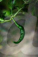 Agriculture In India - Green Chilli Pepper 