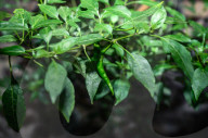 Agriculture In India - Green Chilli Pepper 