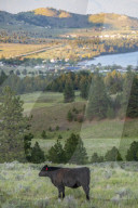 Elmo Flathead Lake