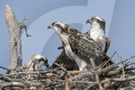 Osprey Chicks in Florida