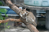 India Animal