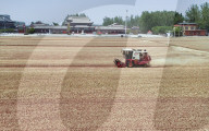 Winter Wheat Harvest
 in Pingdingshan