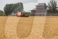 Winter Wheat Harvest
 in Pingdingshan