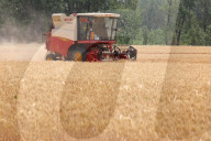 Winter Wheat Harvest
 in Pingdingshan