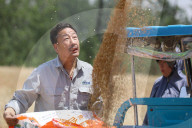 Winter Wheat Harvest
 in Pingdingshan