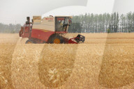 Winter Wheat Harvest
 in Pingdingshan