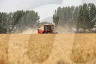 Winter Wheat Harvest
 in Pingdingshan