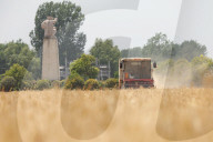 Winter Wheat Harvest
 in Pingdingshan