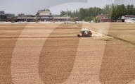 Winter Wheat Harvest
 in Pingdingshan