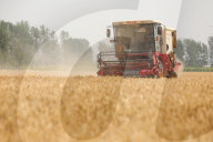 Winter Wheat Harvest
 in Pingdingshan