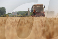 Winter Wheat Harvest
 in Pingdingshan