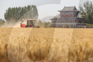 Winter Wheat Harvest
 in Pingdingshan