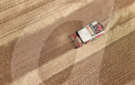 Winter Wheat Harvest
 in Pingdingshan