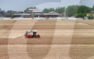 Winter Wheat Harvest
 in Pingdingshan