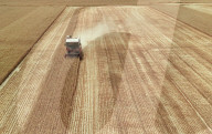 Winter Wheat Harvest
 in Pingdingshan