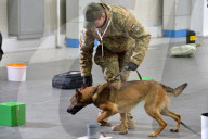 Defence Intelligence of Ukraine celebrates their working dogs
