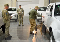 Defence Intelligence of Ukraine celebrates their working dogs