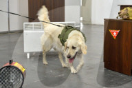 Defence Intelligence of Ukraine celebrates their working dogs