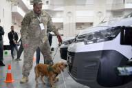 Defence Intelligence of Ukraine celebrates their working dogs