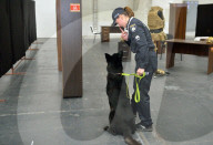 Defence Intelligence of Ukraine celebrates their working dogs