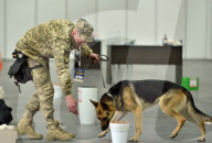 Defence Intelligence of Ukraine celebrates their working dogs