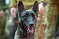 Defence Intelligence of Ukraine celebrates their working dogs