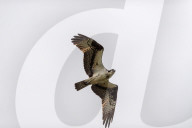 Osprey Hunting At The Oxbow Nature Conservancy 