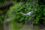 Osprey Hunting At The Oxbow Nature Conservancy 