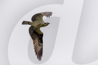 Osprey Hunting At The Oxbow Nature Conservancy 