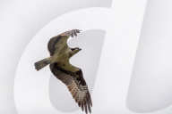 Osprey Hunting At The Oxbow Nature Conservancy 
