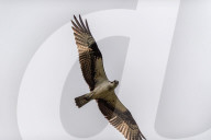 Osprey Hunting At The Oxbow Nature Conservancy 