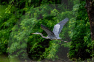 Osprey Hunting At The Oxbow Nature Conservancy 