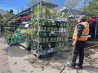 People Shopping For Flowers And Plants During Victoria Day In Toronto