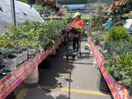 People Shopping For Flowers And Plants During Victoria Day In Toronto