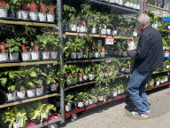 People Shopping For Flowers And Plants During Victoria Day In Toronto
