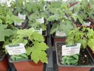 People Shopping For Flowers And Plants During Victoria Day In Toronto