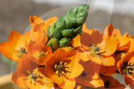 Flowers On A Star Of Bethlehem Plant