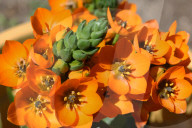 Flowers On A Star Of Bethlehem Plant