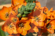 Flowers On A Star Of Bethlehem Plant